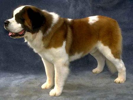 saint bernard