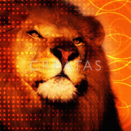 the king lion